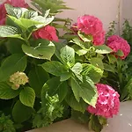 Attic Iris דירה דוברובניק