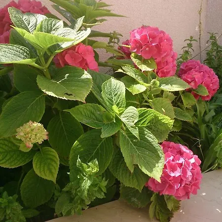 Attic Iris Appartement Dubrovnik