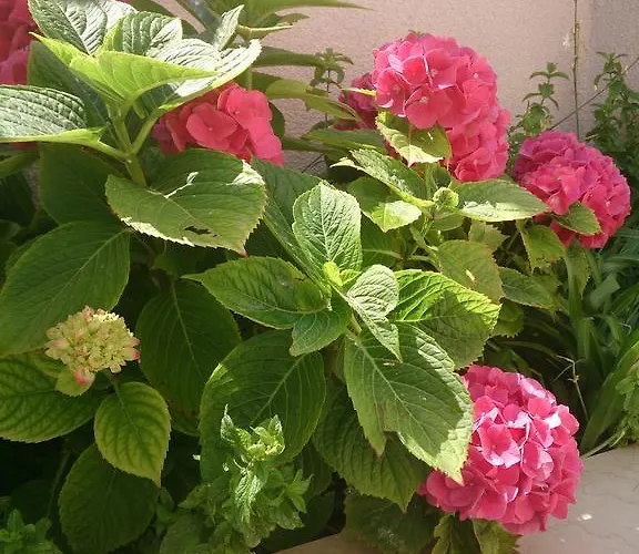 Attic Iris アパート ドゥブロブニク